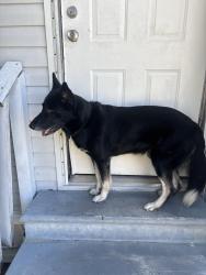 Found/Stray Male Dog last seen stardust lane, Orlando, FL 32818