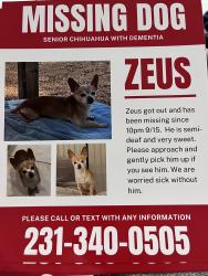 Lost Male Dog last seen 12th street, Clermont, FL 34711