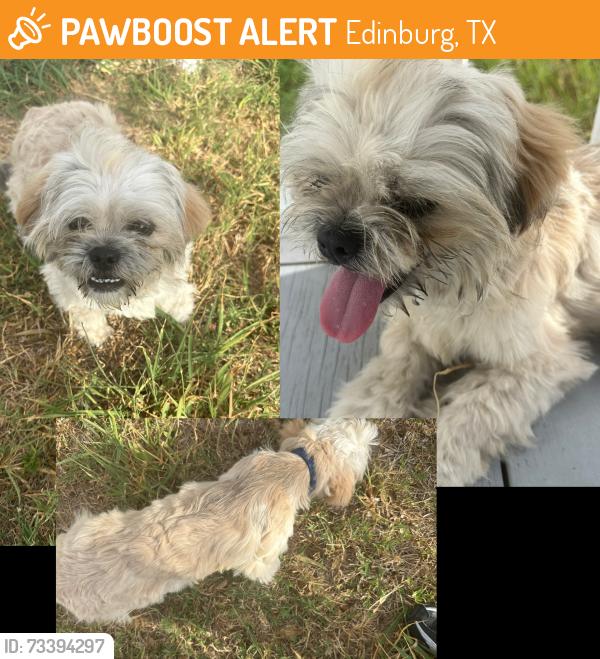 Found/Stray Male Dog last seen Trooper Moises Sanchez, Edinburg, TX 78541