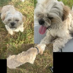 Found/Stray Male Dog last seen Trooper Moises Sanchez, Edinburg, TX 78541