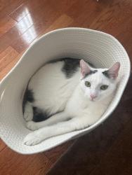 Lost Male Cat last seen Lemoyne st and Cerro Gordo (north echo park), Los Angeles, CA 90026