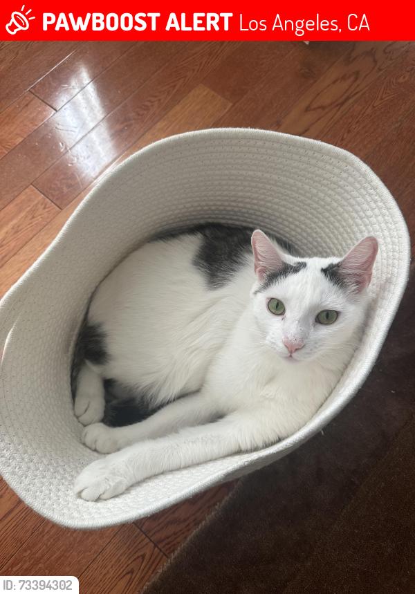 Lost Male Cat last seen Lemoyne st and Cerro Gordo (north echo park), Los Angeles, CA 90026