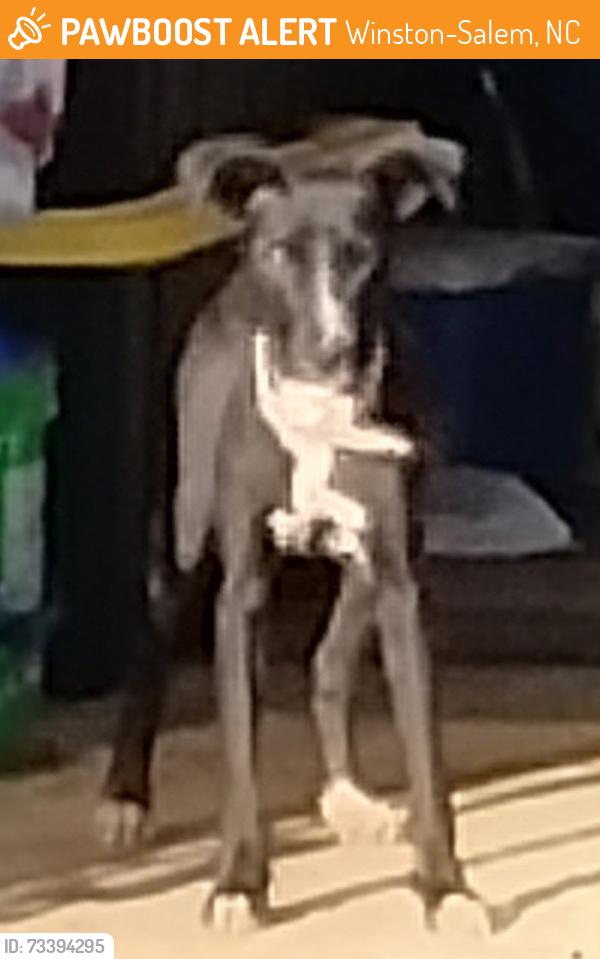 Found/Stray Female Dog last seen Waughtown Butler Quarry Park Reynolds Park Rd, Winston-Salem, NC 27108