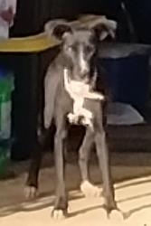 Found/Stray Female Dog last seen Waughtown Butler Quarry Park Reynolds Park Rd, Winston-Salem, NC 27108