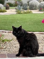 Lost Female Cat last seen 84th St and Thunderbird, Scottsdale, AZ 85260