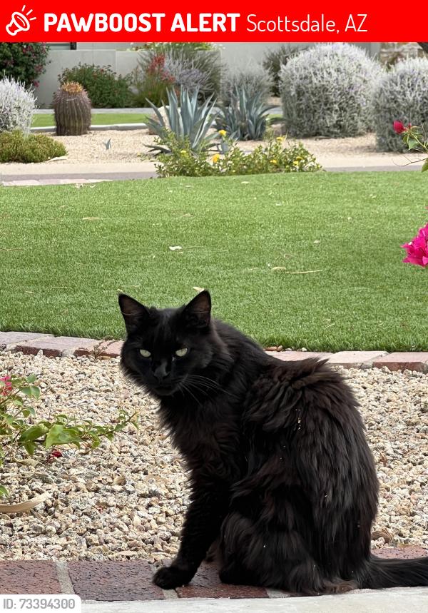 Lost Female Cat last seen 84th St and Thunderbird, Scottsdale, AZ 85260