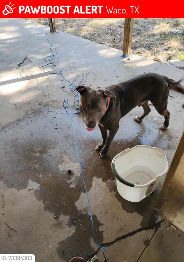 Lost Male Dog last seen Waco dr, Waco, TX 76710