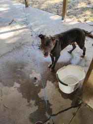 Lost Male Dog last seen Waco dr, Waco, TX 76710