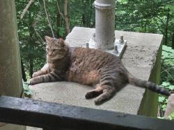 Reunited Female Cat last seen Taylor Street and MLKjr BLVD, Chapel Hill, NC 27516