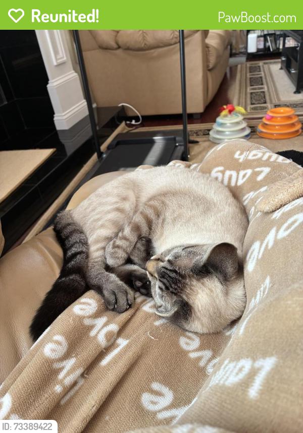 Reunited Male Cat last seen Pinta Court, Toms River, NJ 08753
