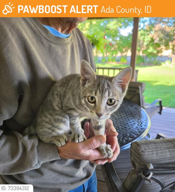 Found/Stray Female Cat last seen Lake Hazel and Columbia, Ada County, ID 83687