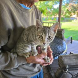 Found/Stray Female Cat last seen Lake Hazel and Columbia, Ada County, ID 83687