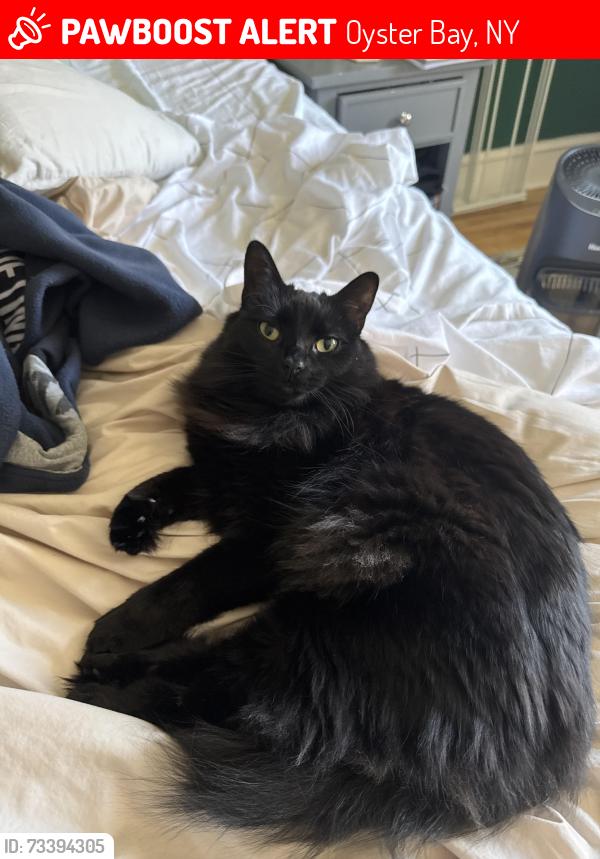 Lost Female Cat last seen Near Summers Street, Oyster Bay, NY 11771