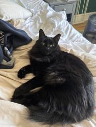 Lost Female Cat last seen Near Summers Street, Oyster Bay, NY 11771