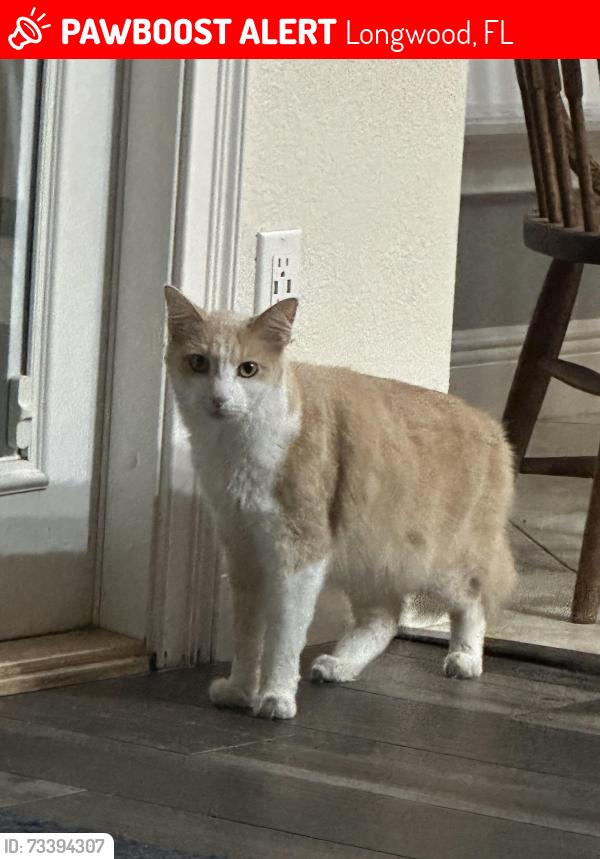 Lost Male Cat last seen Mandarin est, Longwood, FL 32779