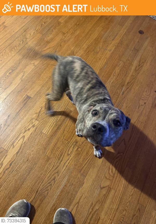 Found/Stray Female Dog last seen Avenue W and 17th street, Lubbock, TX 79416