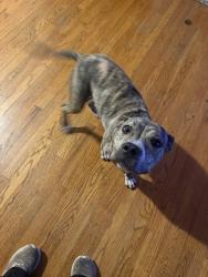 Found/Stray Female Dog last seen Avenue W and 17th street, Lubbock, TX 79416