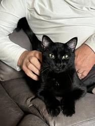Found/Stray Female Cat last seen Paragon Ave N & Square Lake Trail, Stillwater, MN 55082