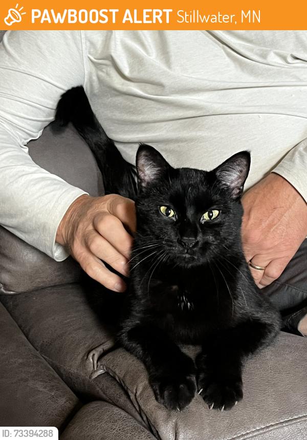 Found/Stray Female Cat last seen Paragon Ave N & Square Lake Trail, Stillwater, MN 55082