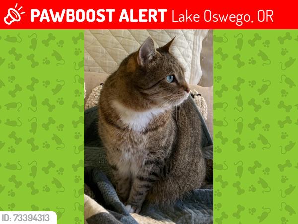 Lost Male Cat last seen Douglas Way & Hallmark St, Lake Oswego, OR 97035