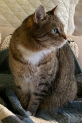 Lost Male Cat last seen Douglas Way & Hallmark St, Lake Oswego, OR 97035