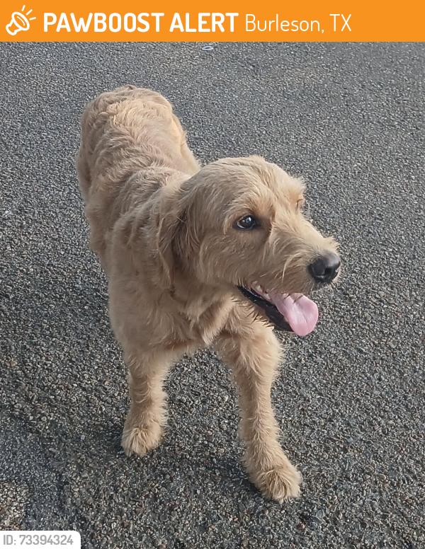 Found/Stray Male Dog last seen Cross Timber Rd, Burleson, TX 76028