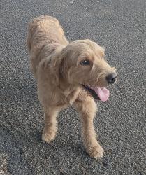 Found/Stray Male Dog last seen Cross Timber Rd, Burleson, TX 76028