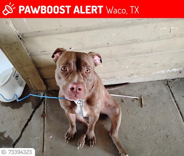 Lost Female Dog last seen Waco dr, Waco, TX 76707