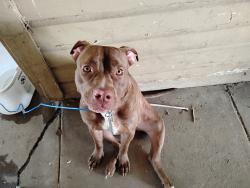 Lost Female Dog last seen Waco dr, Waco, TX 76707