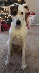Reunited Female Dog last seen Hunters Run Subdivision, Cleveland, TN 37312
