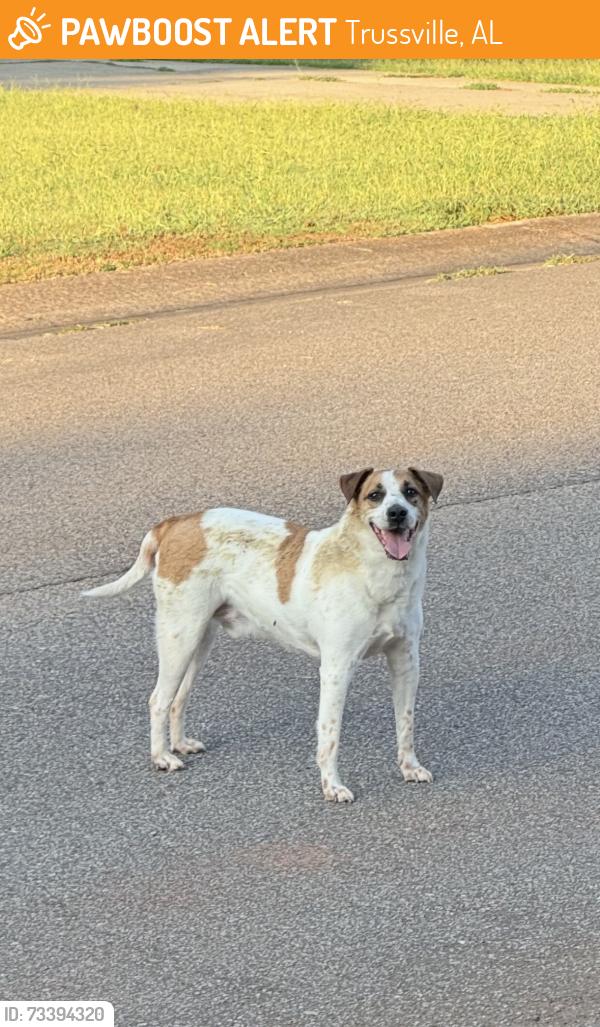 Found/Stray Male Dog last seen Old Springville Rd & Brandy Dr, Trussville, AL 35173