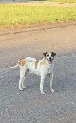 Found/Stray Male Dog last seen Old Springville Rd & Brandy Dr, Trussville, AL 35173