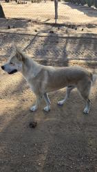 Found/Stray Male Dog last seen Standing Rock Ave / Candlewood Rd, Apple Valley, CA 92307
