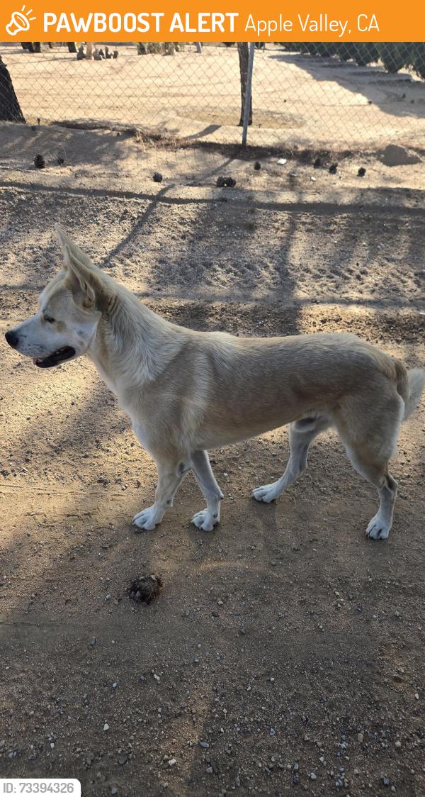 Found/Stray Male Dog last seen Standing Rock Ave / Candlewood Rd, Apple Valley, CA 92307