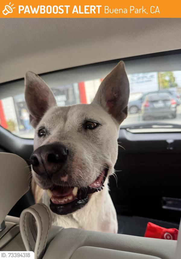 Found/Stray Female Dog last seen Knott and thelma, Buena Park, CA 90620