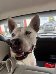 Found/Stray Female Dog last seen Knott and thelma, Buena Park, CA 90620