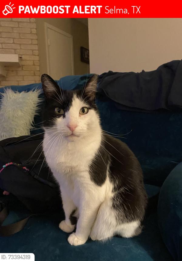 Lost Male Cat last seen Retama ridge, Selma, TX 78154
