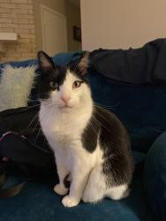 Lost Male Cat last seen Retama ridge, Selma, TX 78154