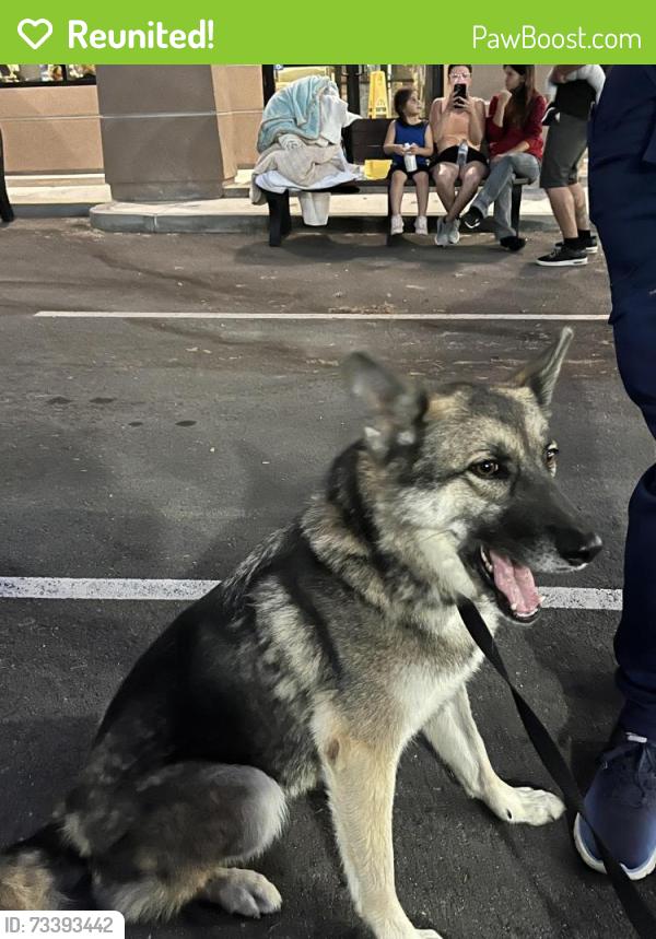Reunited Female Dog last seen N Walnut & Gladstone, San Dimas, CA 91773
