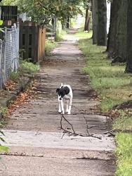 Found/Stray Unknown Dog last seen Seen on 1200 block of bush ave, Saint Paul, MN 55106