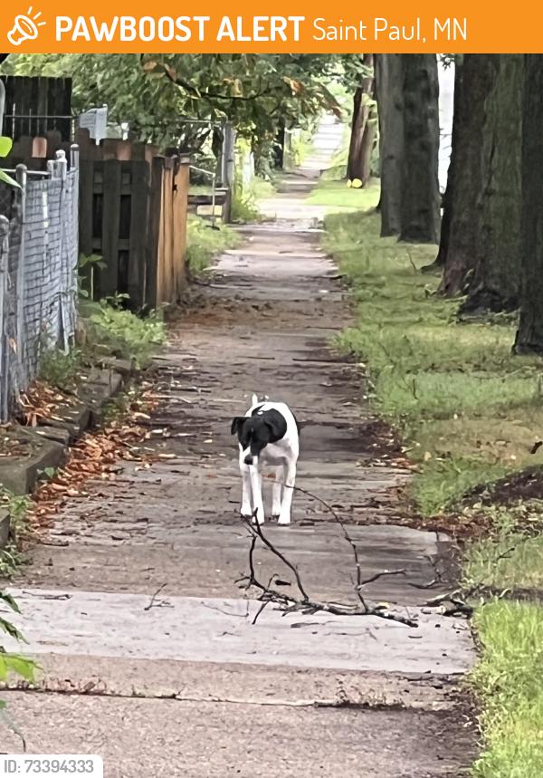 Found/Stray Unknown Dog last seen Seen on 1200 block of bush ave, Saint Paul, MN 55106