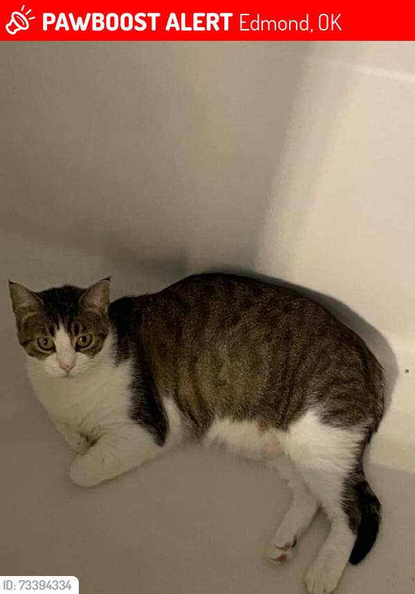 Lost Female Cat last seen Kickingbird apmts, Edmond, OK 73034