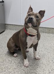 Shelter Stray Female Dog last seen Near BLOCK E 8 MILE RD, DETROIT MI 48234, 7401 Chrysler Dr, Detroit, MI 48211, USA