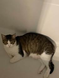 Lost Female Cat last seen Kickingbird apmts, Edmond, OK 73034
