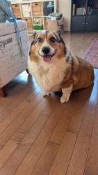 Found/Stray Male Dog last seen 92nd Ave S and S 208th St, Kent, WA 98031