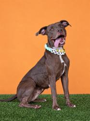 Shelter Stray Female Dog last seen Near BLOCK NW 31ST AVE, 3599 NW 79th Ave, Doral, FL 33122, USA