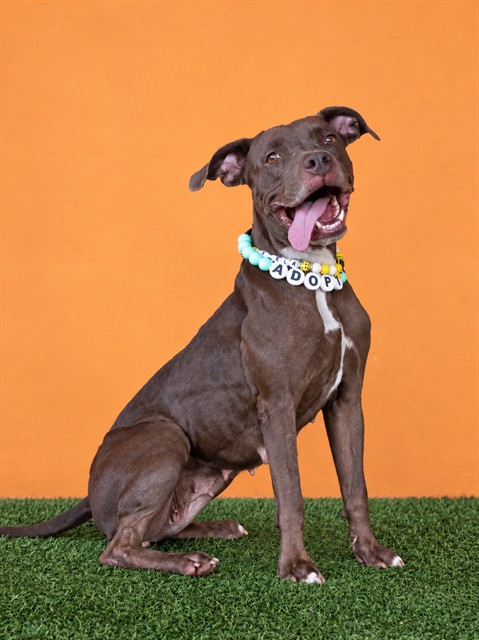 Shelter Stray Female Dog last seen Near BLOCK NW 31ST AVE, 3599 NW 79th Ave, Doral, FL 33122, USA