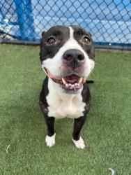 Shelter Stray Female Dog last seen Near BLOCK NW 107 ST, 3599 NW 79th Ave, Doral, FL 33122, USA