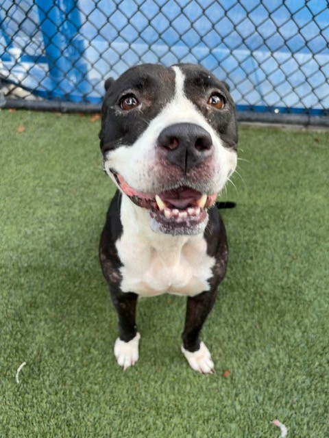 Shelter Stray Female Dog last seen Near BLOCK NW 107 ST, 3599 NW 79th Ave, Doral, FL 33122, USA