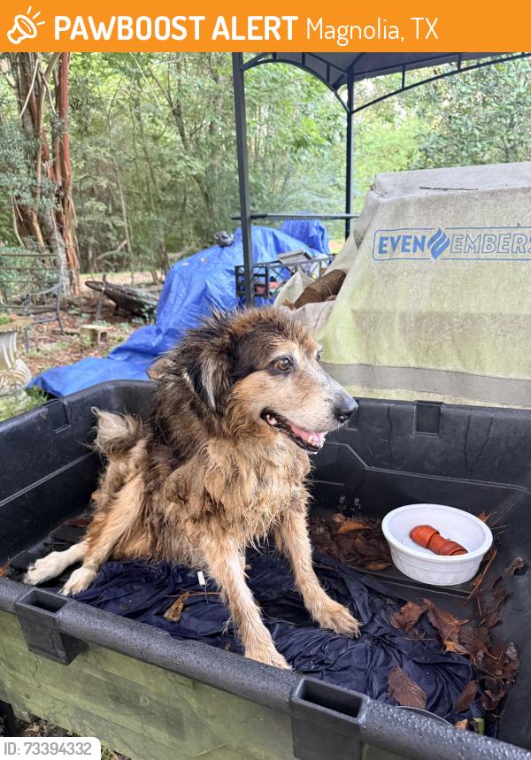 Found/Stray Unknown Dog last seen Magnolia west high school, Magnolia, TX 77354